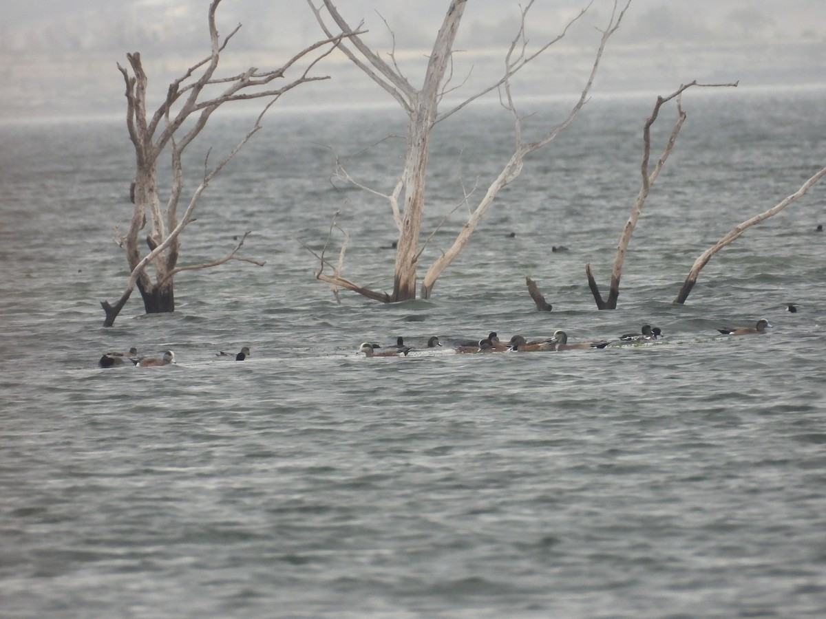 American Wigeon - ML645456579
