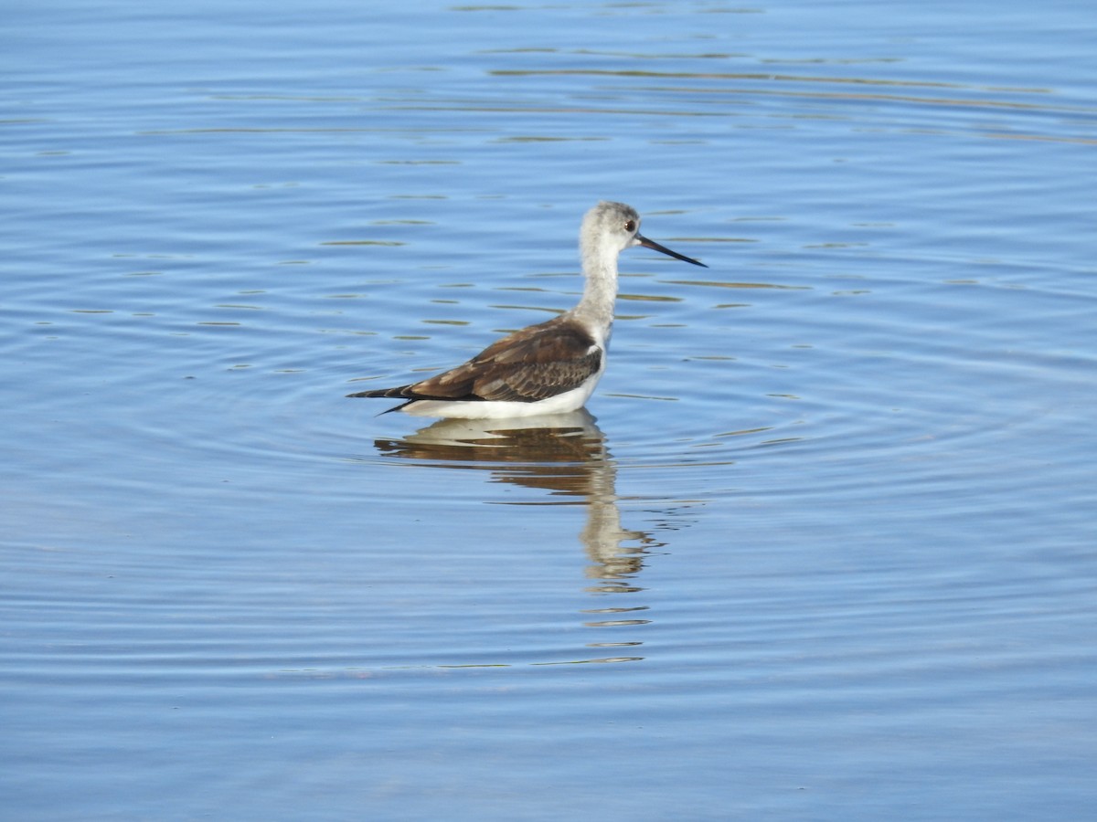 高蹺鴴 - ML645456600