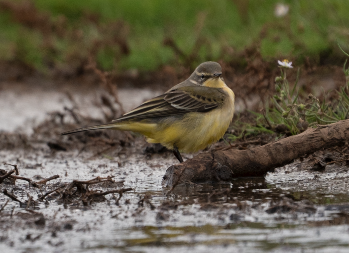 Western Yellow Wagtail - ML645456601