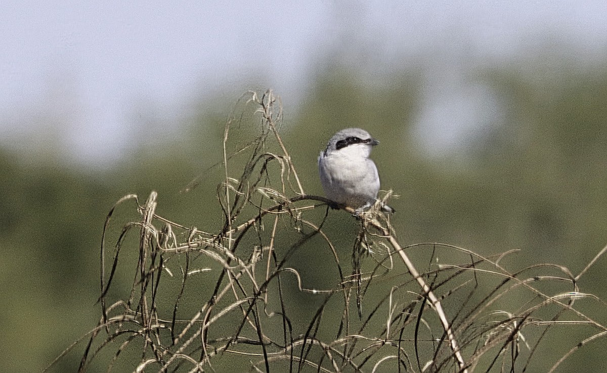 Loggerhead Shrike - ML645456602