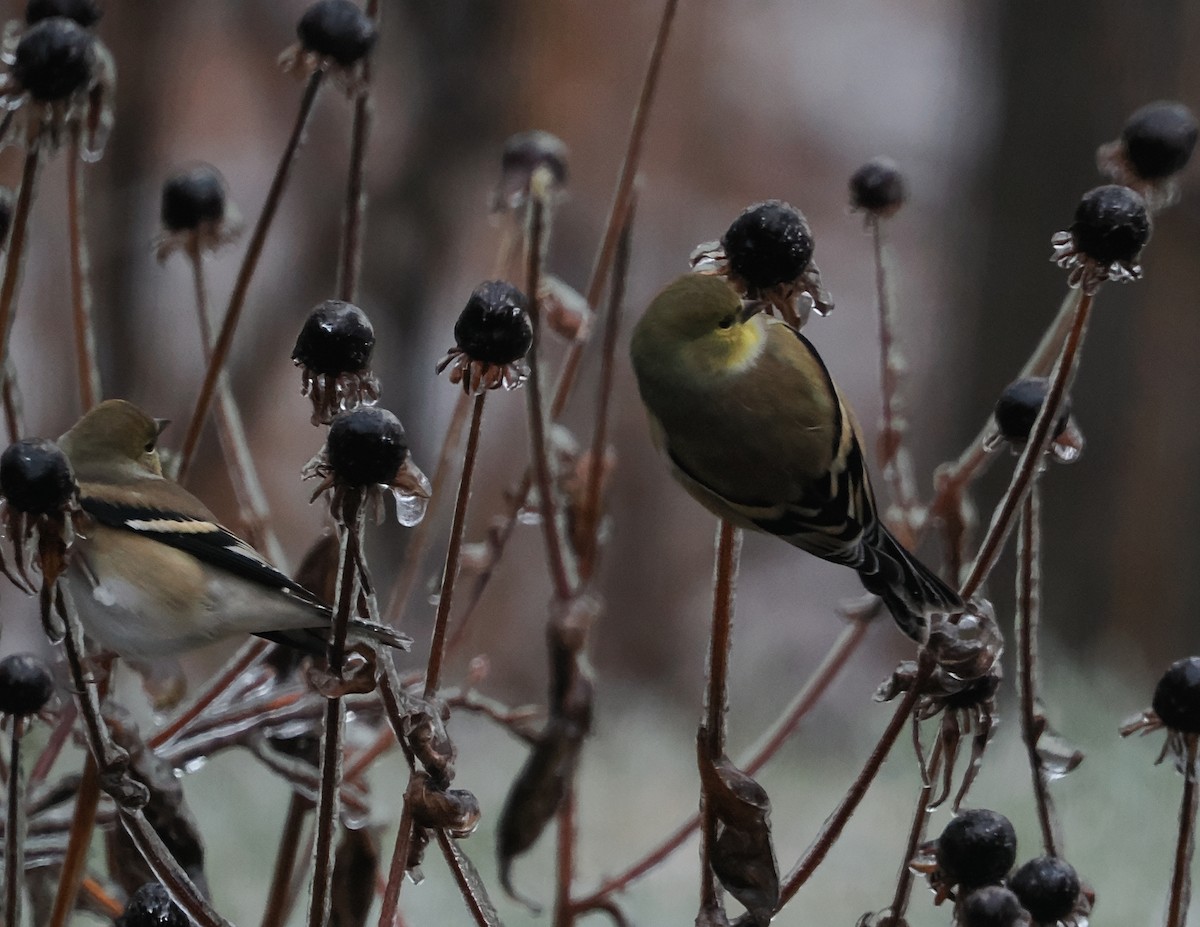 Altın İskete - ML645456606