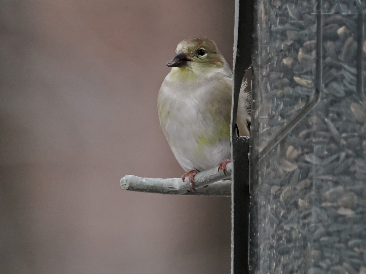 Altın İskete - ML645456607