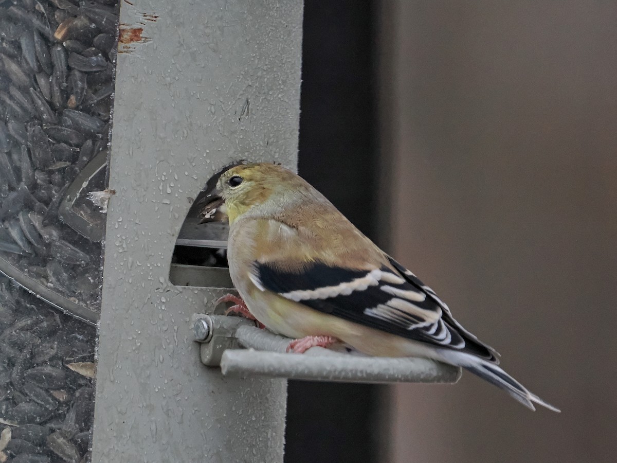 Altın İskete - ML645456608