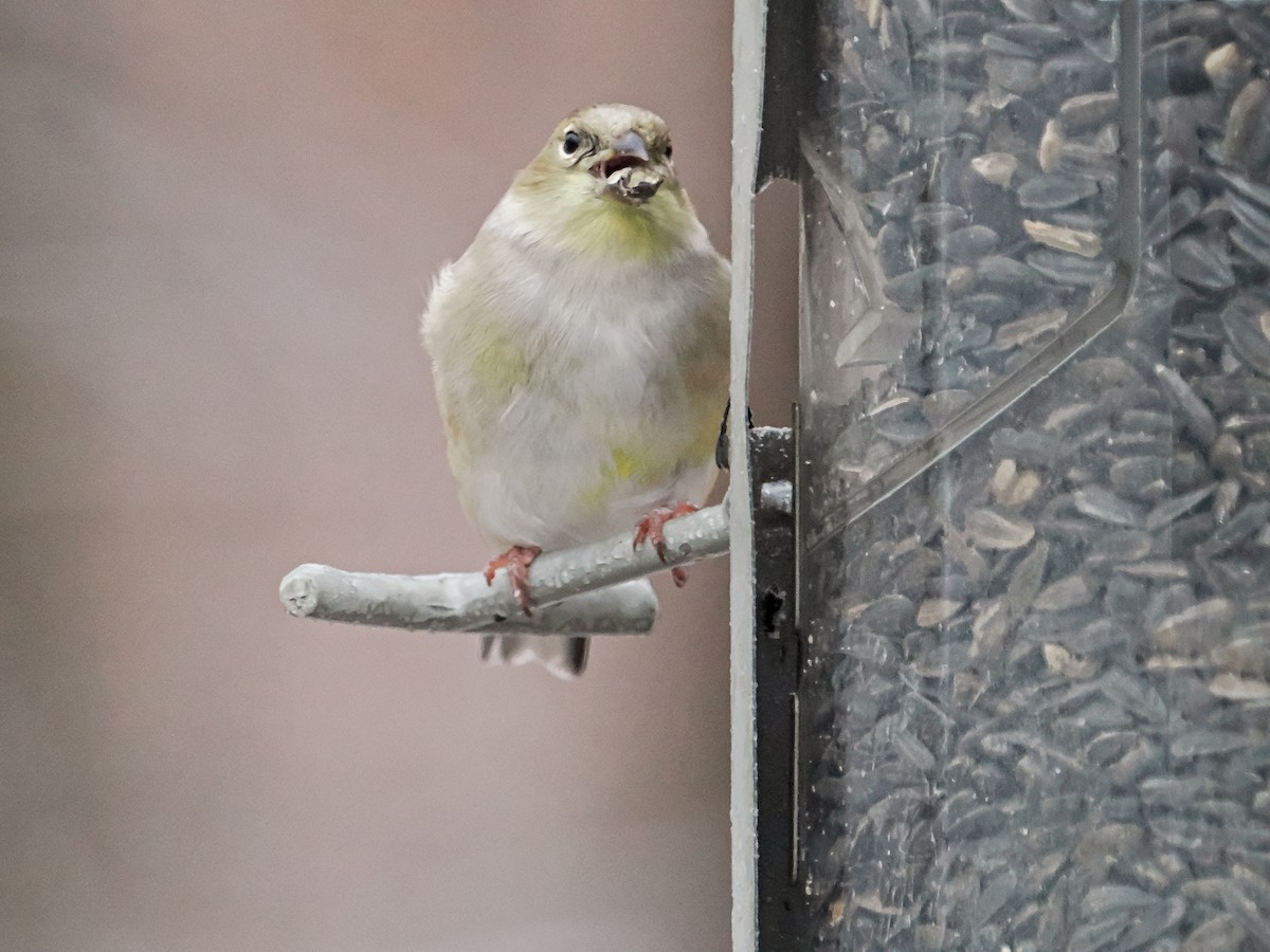 Altın İskete - ML645456609