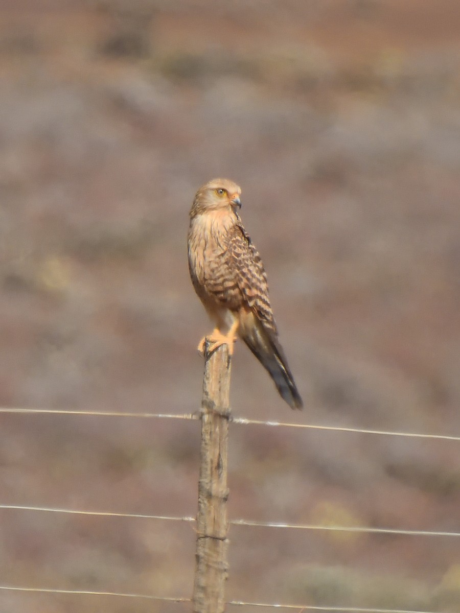 Cernícalo Ojiblanco - ML645456613