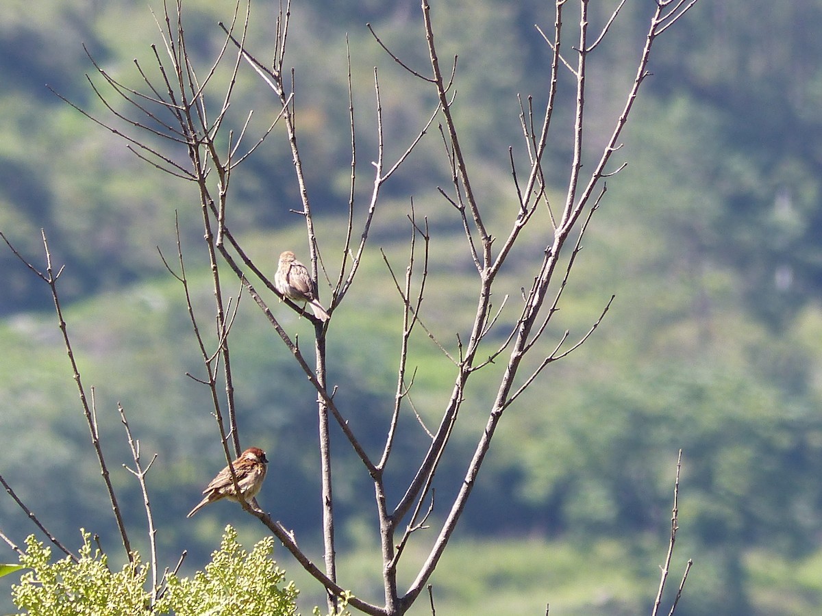 Ağaç Serçesi - ML645456614