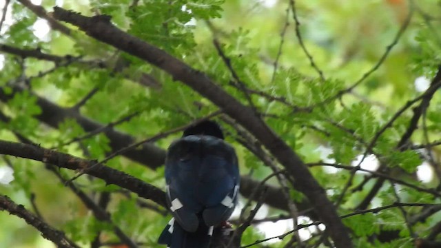 Слотняк пурпуровий - ML645456615