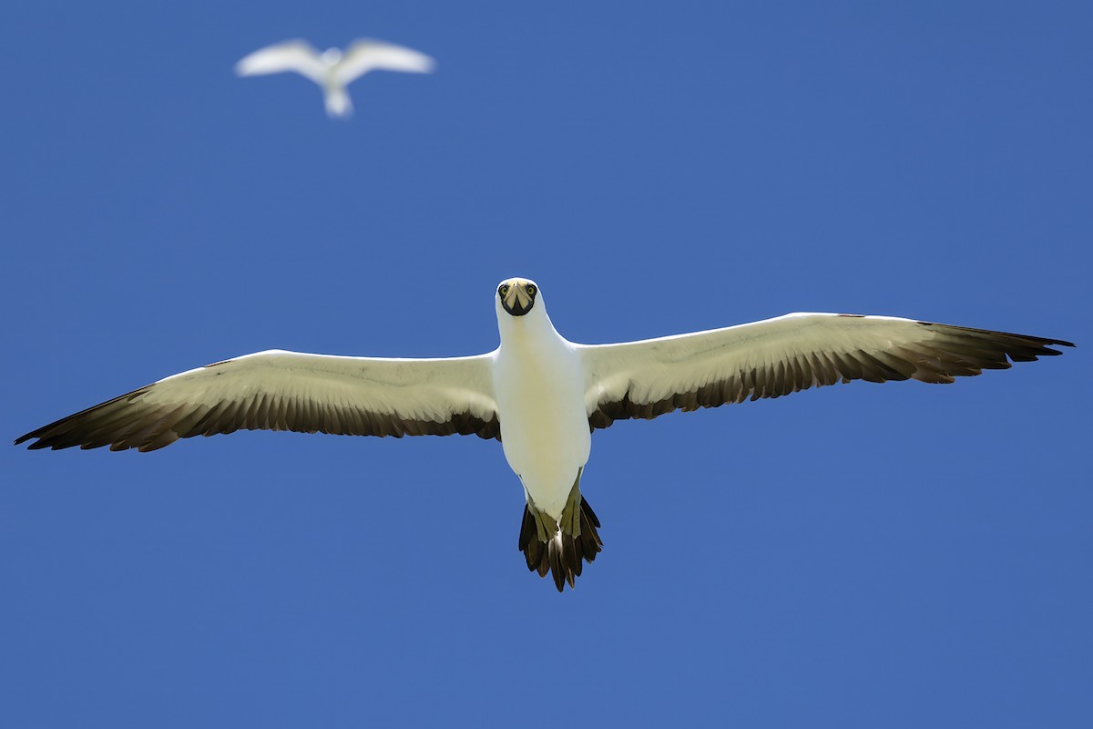 Masked Booby - ML645456619