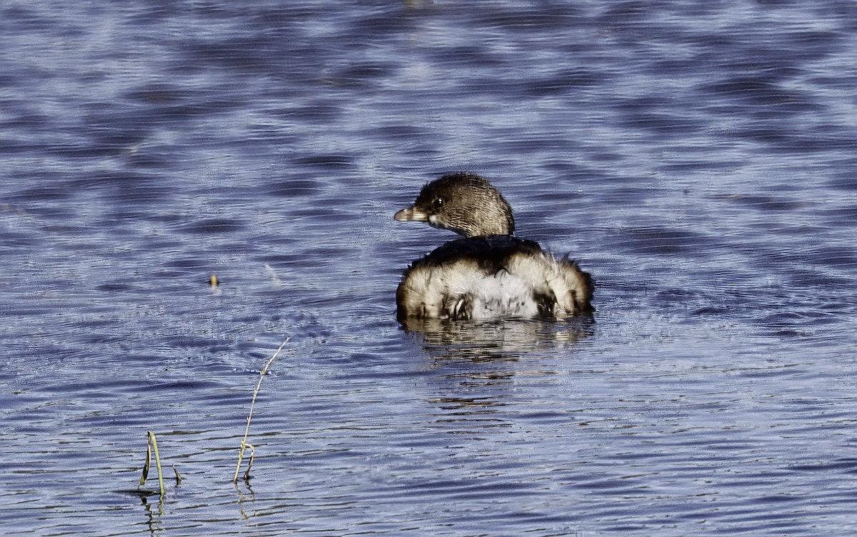 Pied-billed Grebe - ML645456620