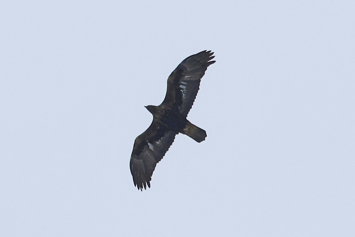 Golden Eagle - ML645456627