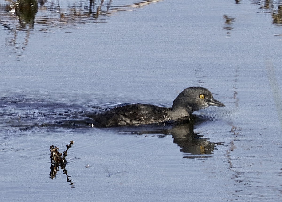 Least Grebe - ML645456631