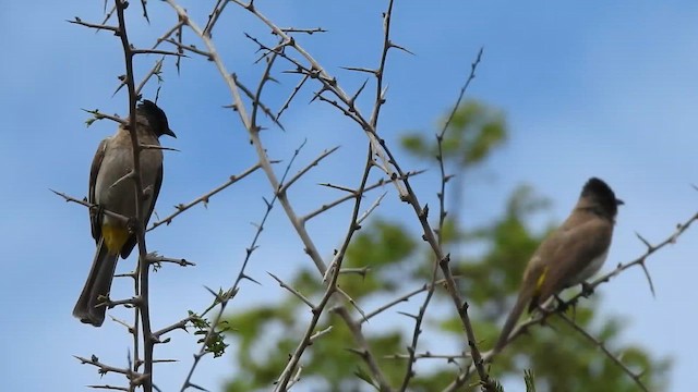 Бюльбюль темноголовий - ML645456632