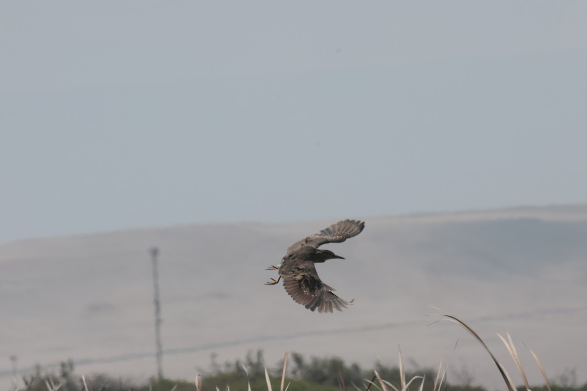 Black-crowned Night Heron - ML645456644