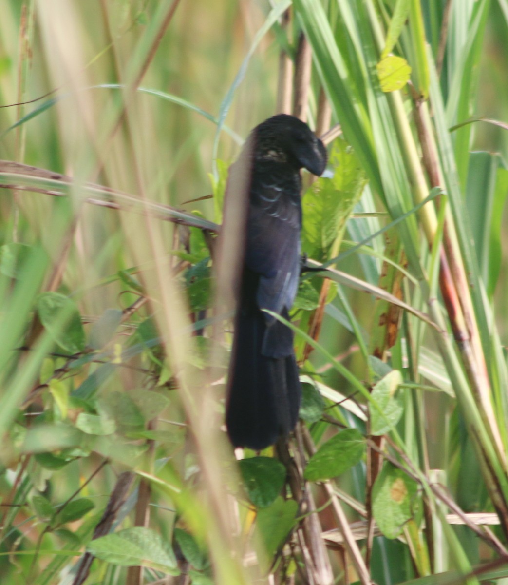 Smooth-billed Ani - ML645456646