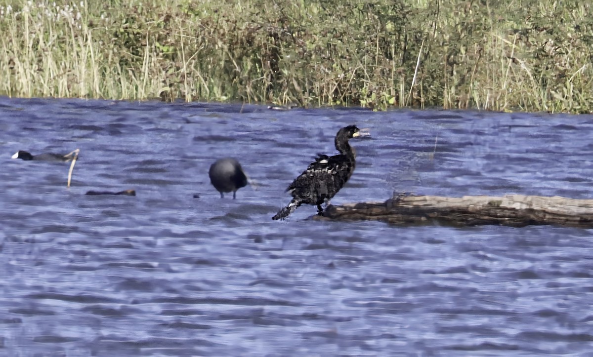 Neotropic Cormorant - ML645456651