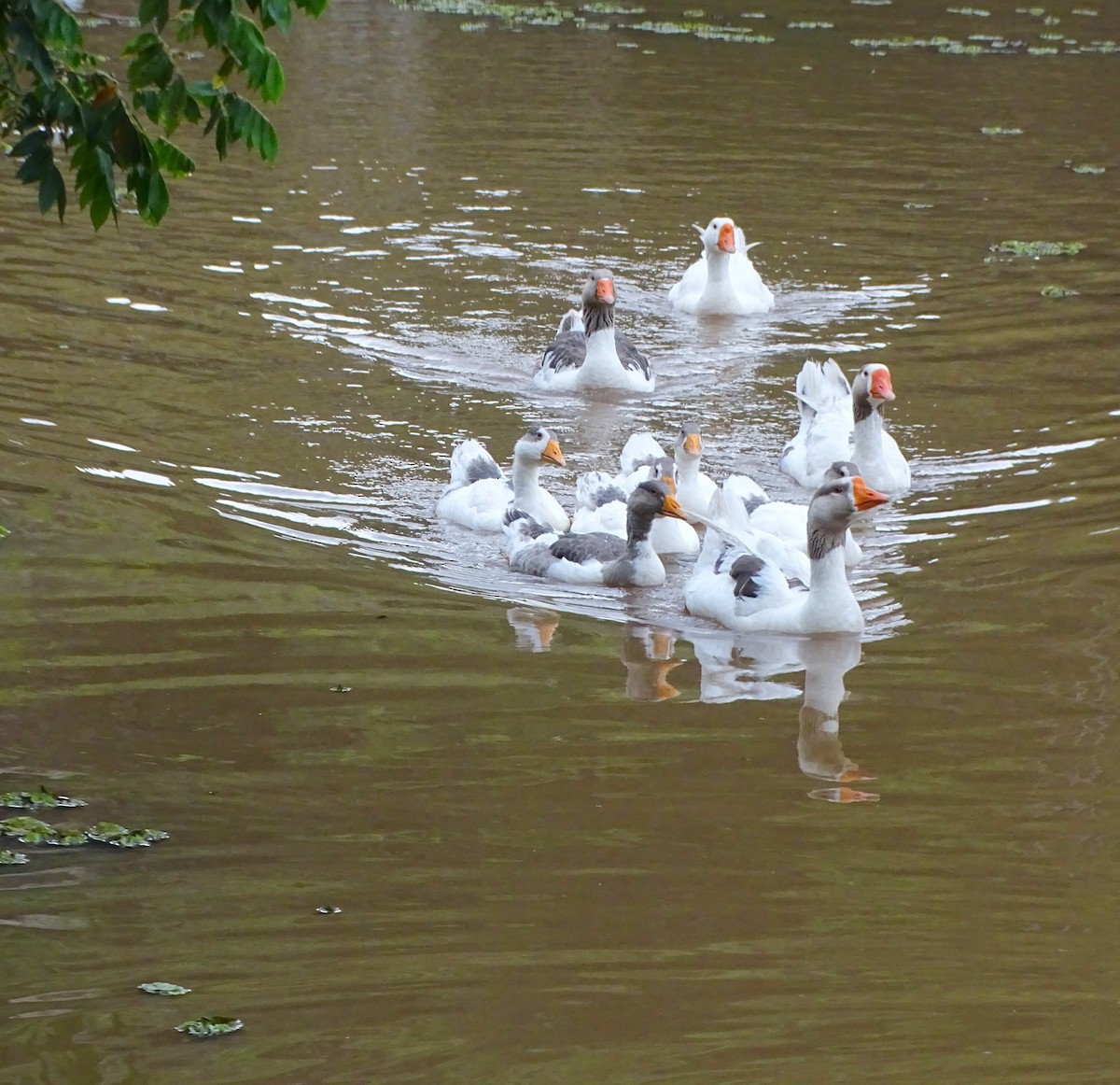 Graylag Goose (Domestic type) - ML645456652