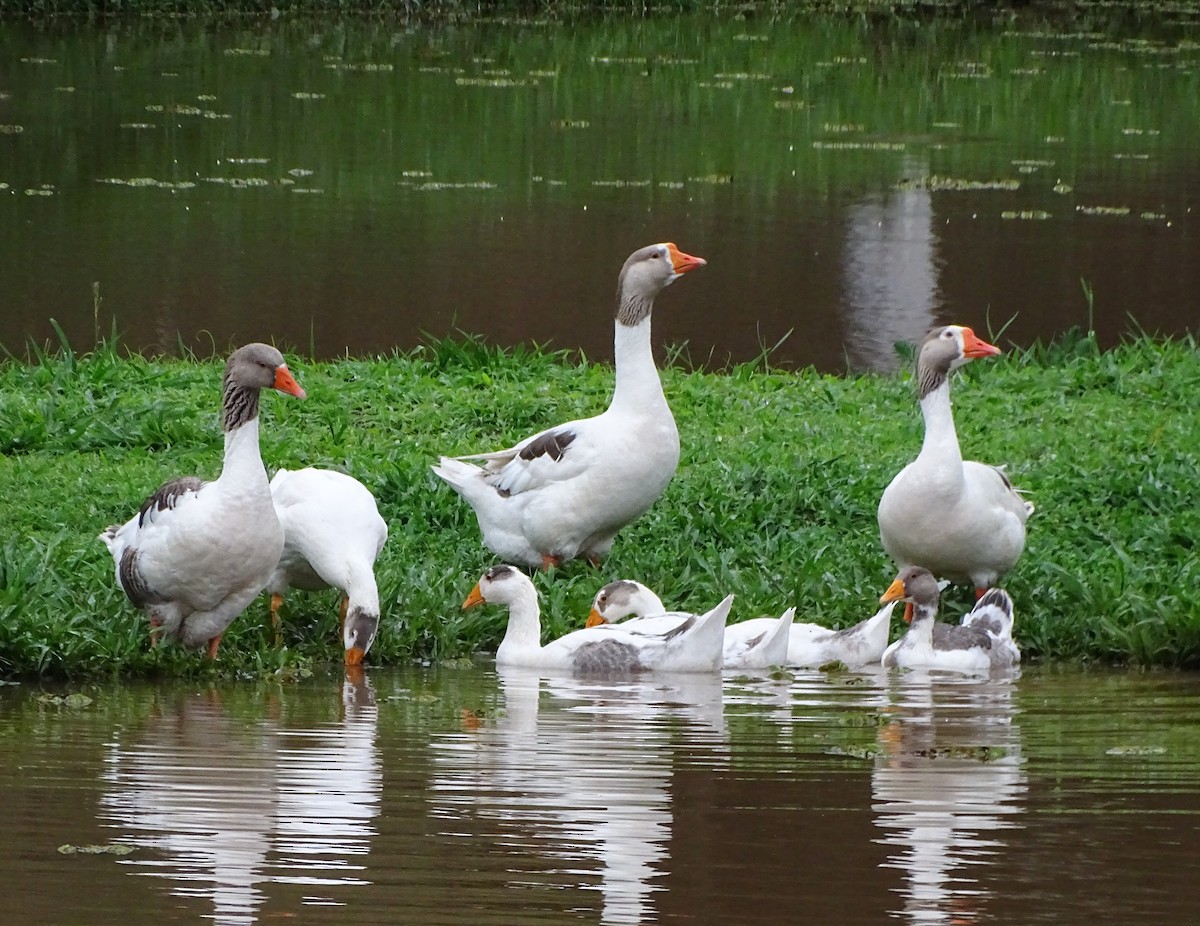 Graylag Goose (Domestic type) - ML645456653