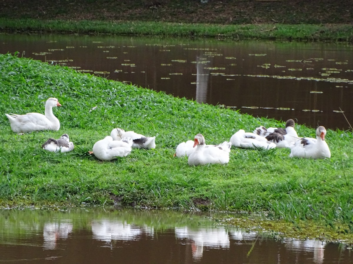 Graylag Goose (Domestic type) - ML645456654