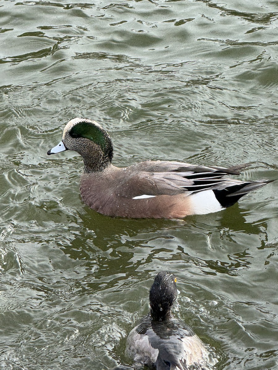 American Wigeon - ML645456665