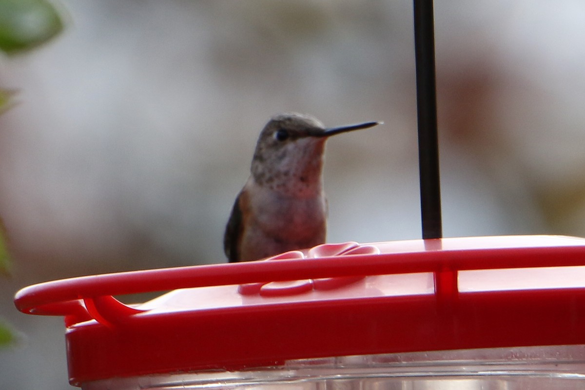 eBird Checklist - 18 Nov 2025 - stakeout Rufous Hummingbird, Berkshire ...
