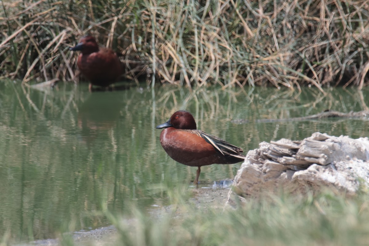 Cinnamon Teal - ML645456670