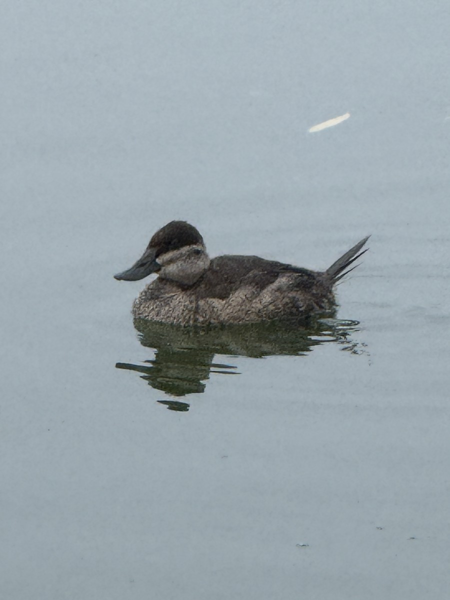 Ruddy Duck - ML645456682