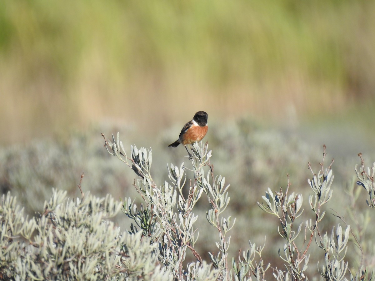 European Stonechat - ML645456683