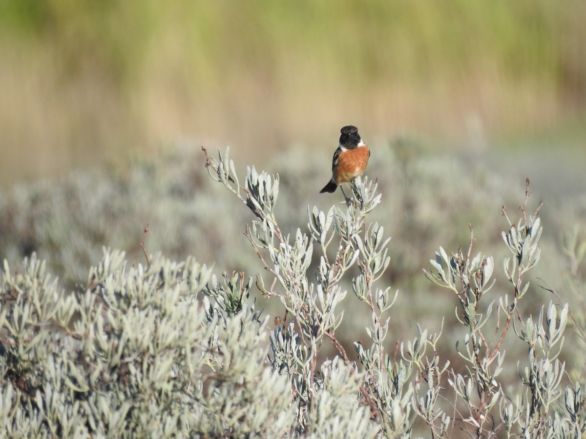 European Stonechat - ML645456684