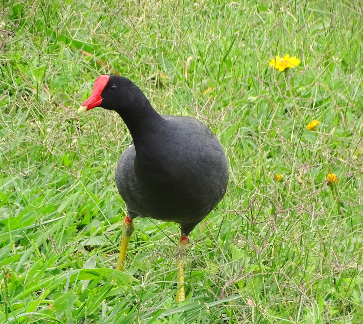 amerikasivhøne - ML645456694