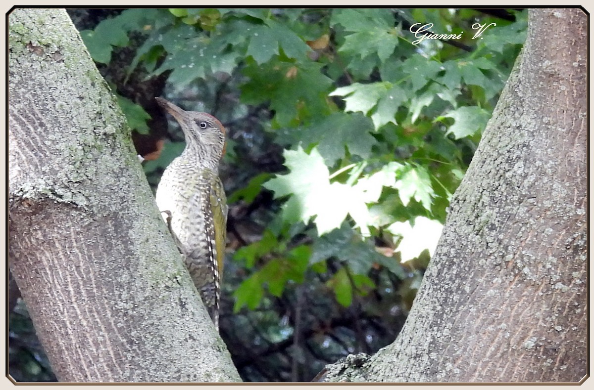 žluna zelená - ML645456704