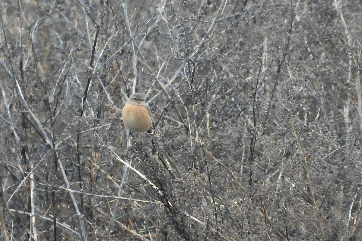 European Stonechat - ML645456712