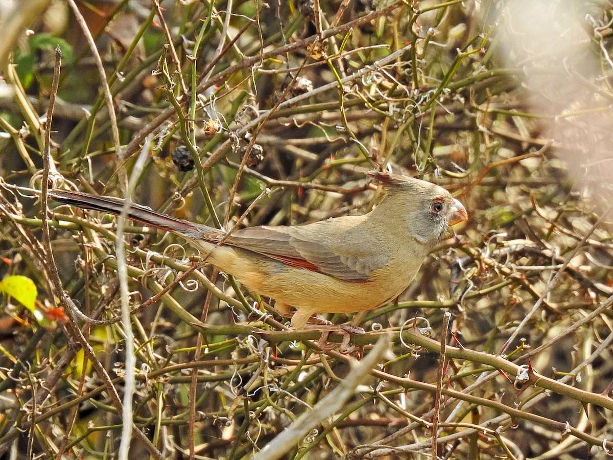 Pyrrhuloxia - ML645456714