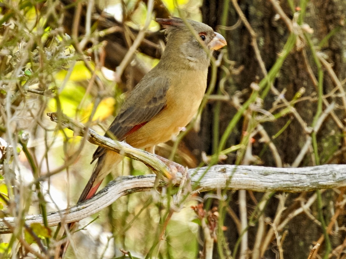 Pyrrhuloxia - ML645456715
