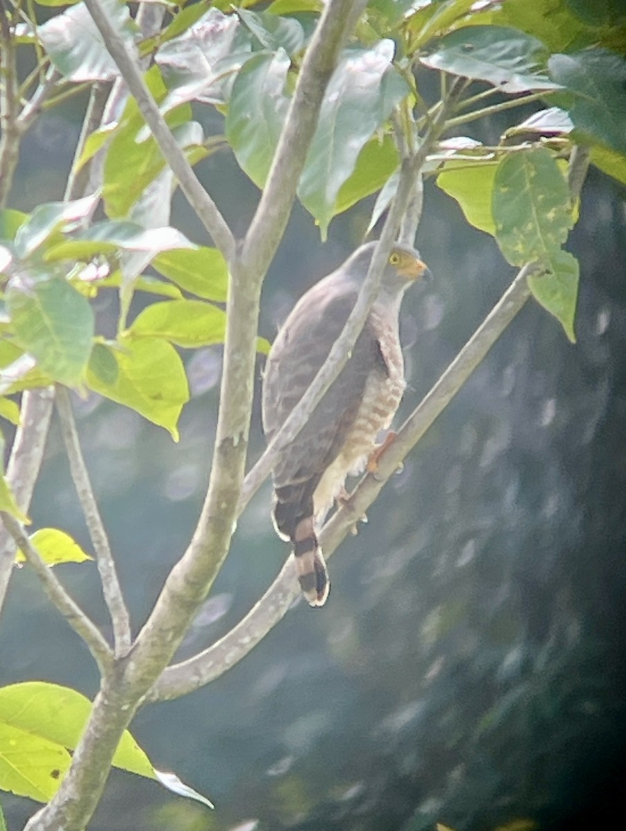 Roadside Hawk - ML645456717
