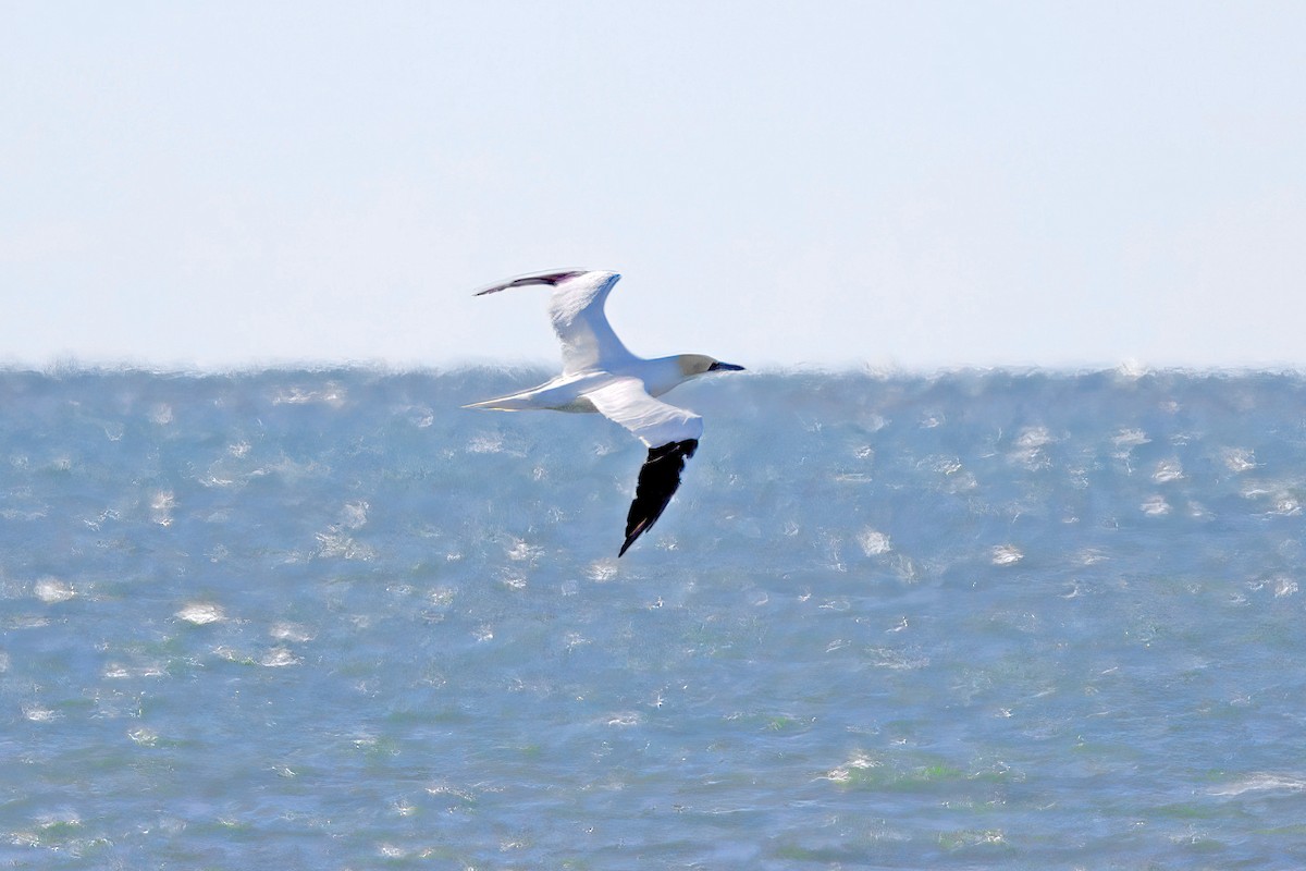 Alcatraz Atlántico - ML645456721