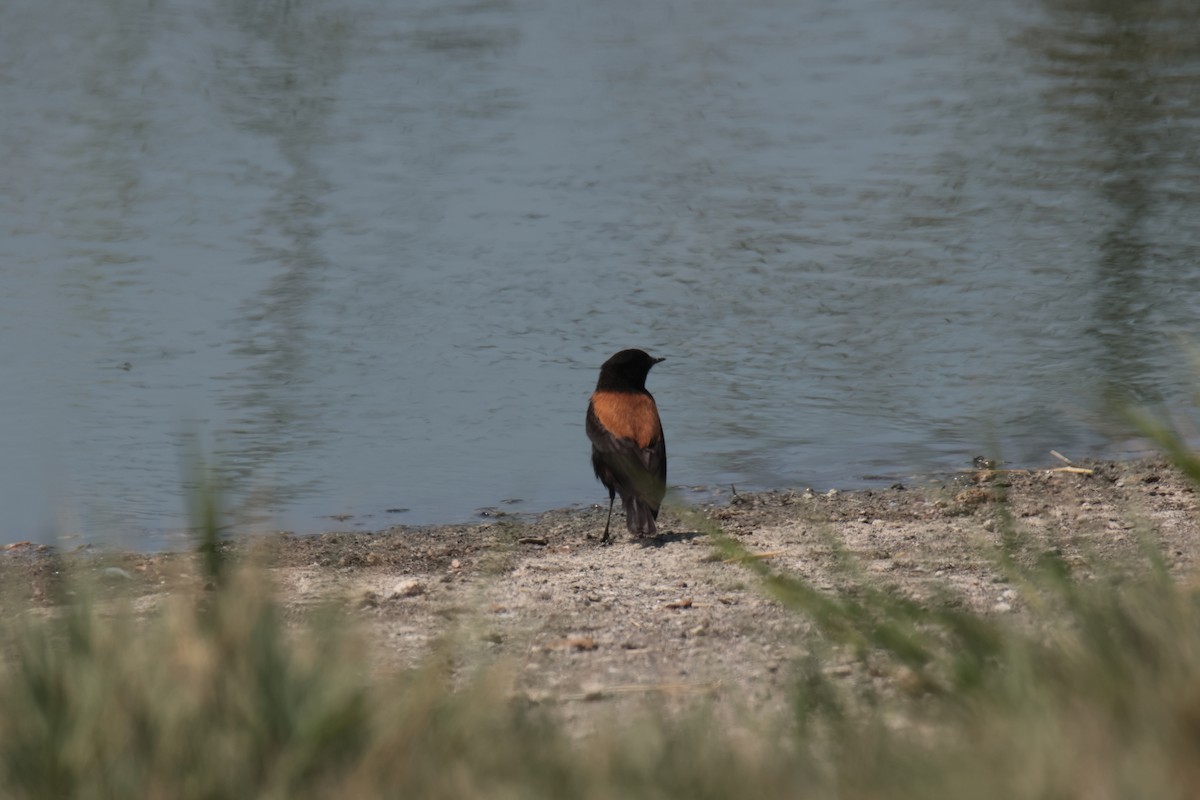 Andean Negrito - ML645456722