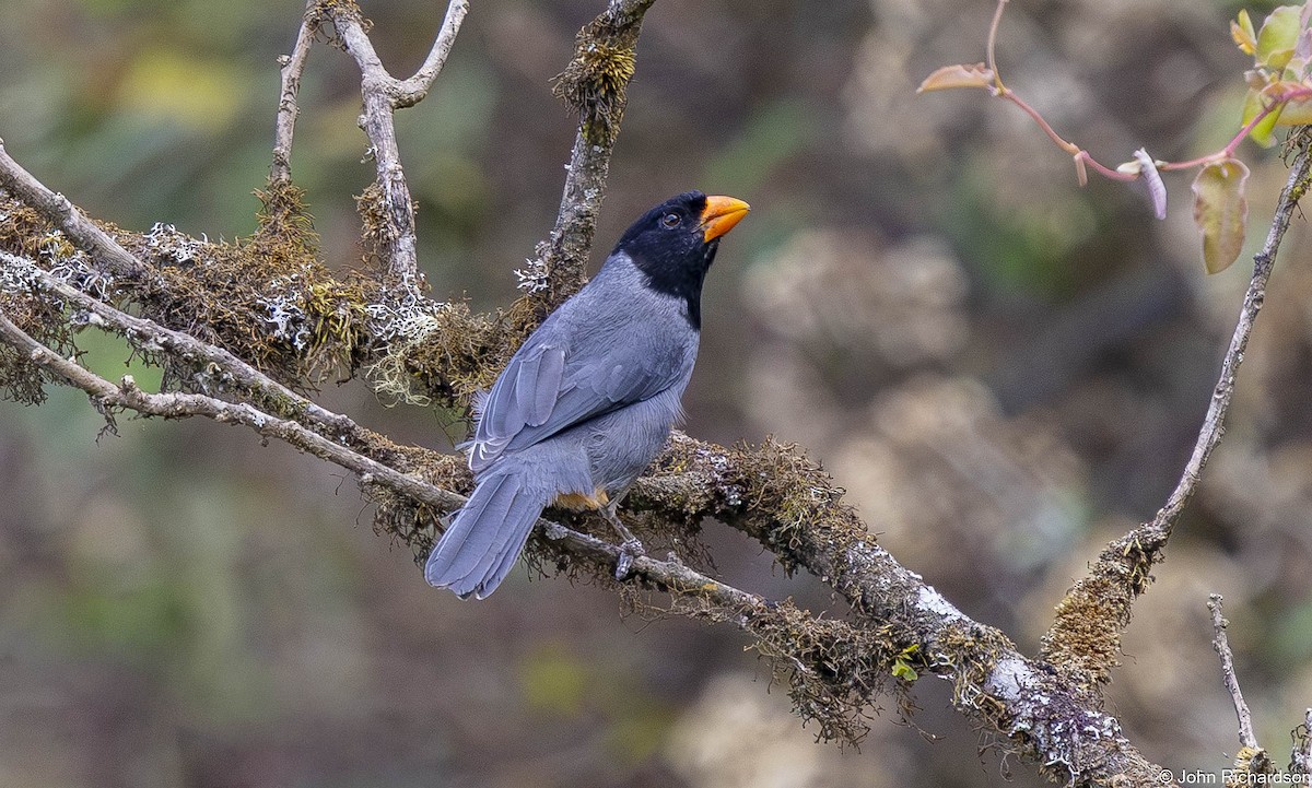 Black-cowled Saltator - ML645456752