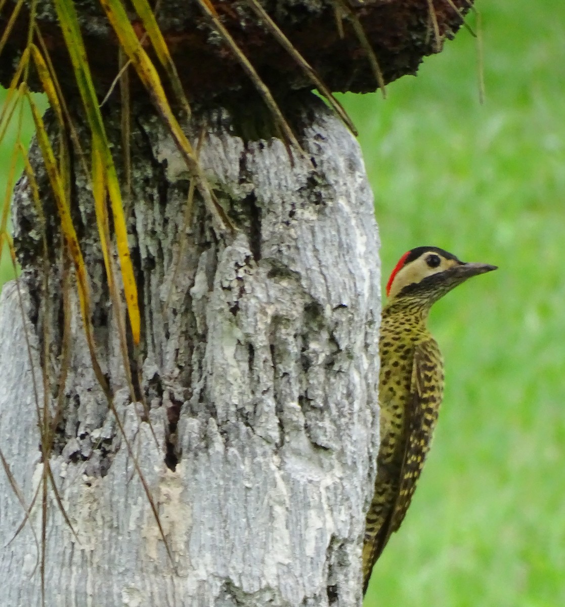 Green-barred Woodpecker - ML645456756