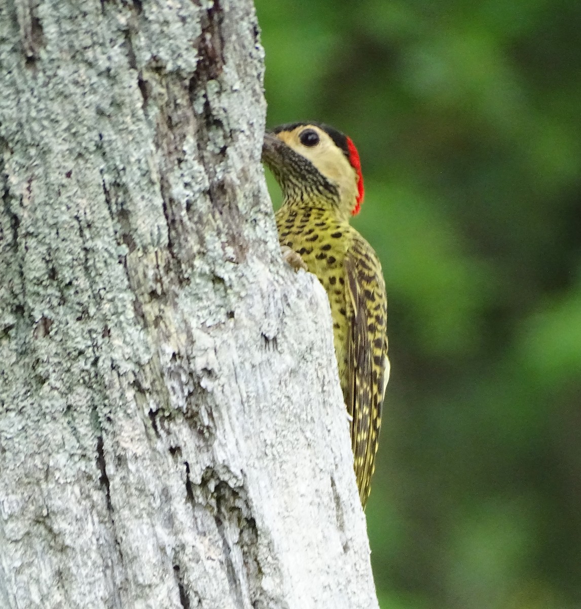 Green-barred Woodpecker - ML645456757