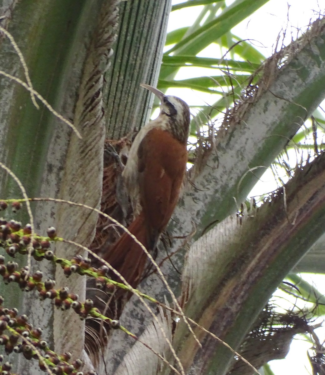 Trepatroncos Chico - ML645456761