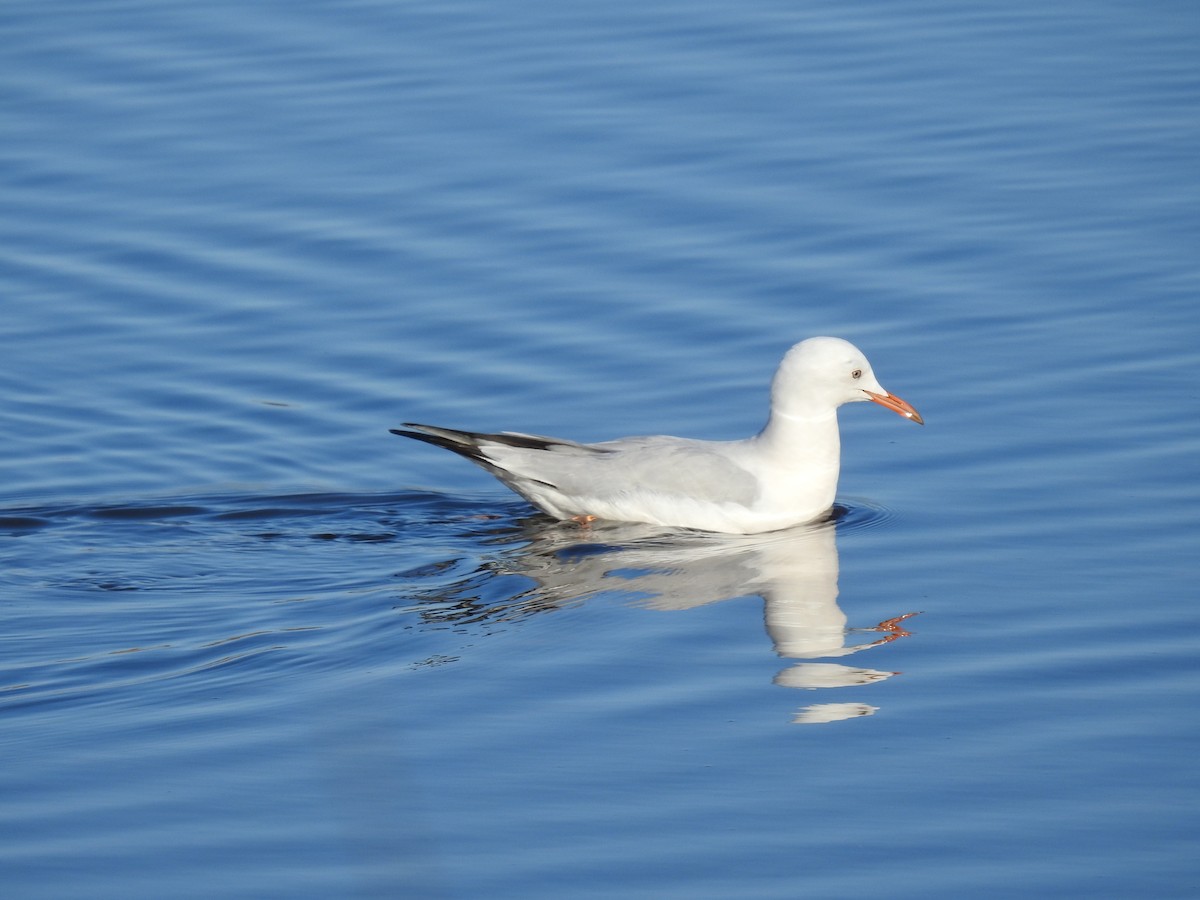 Gaviota Picofina - ML645456762
