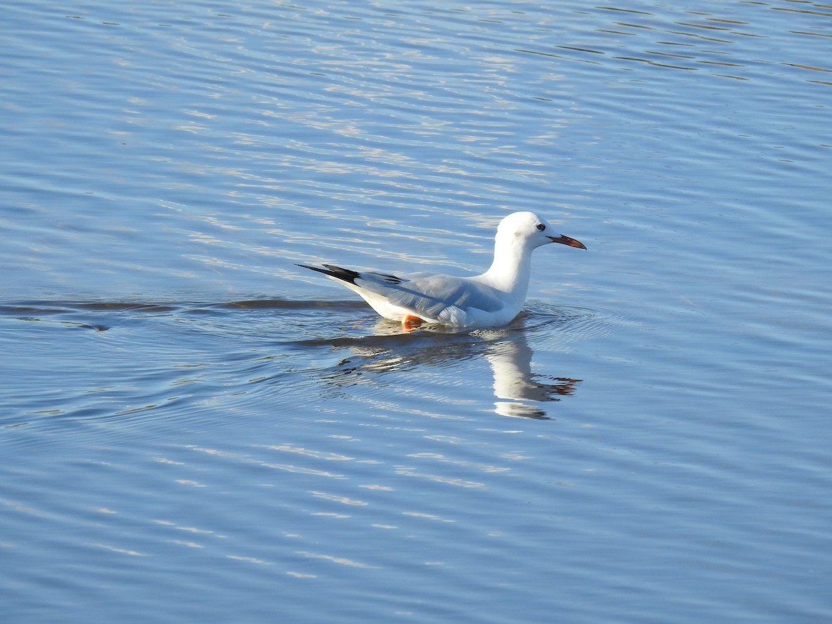 Gaviota Picofina - ML645456763