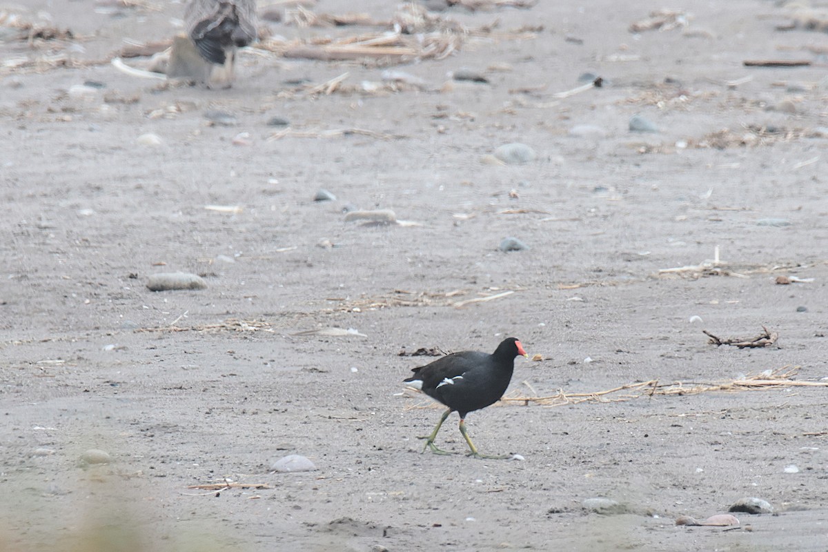 Focha Andina - ML645456764