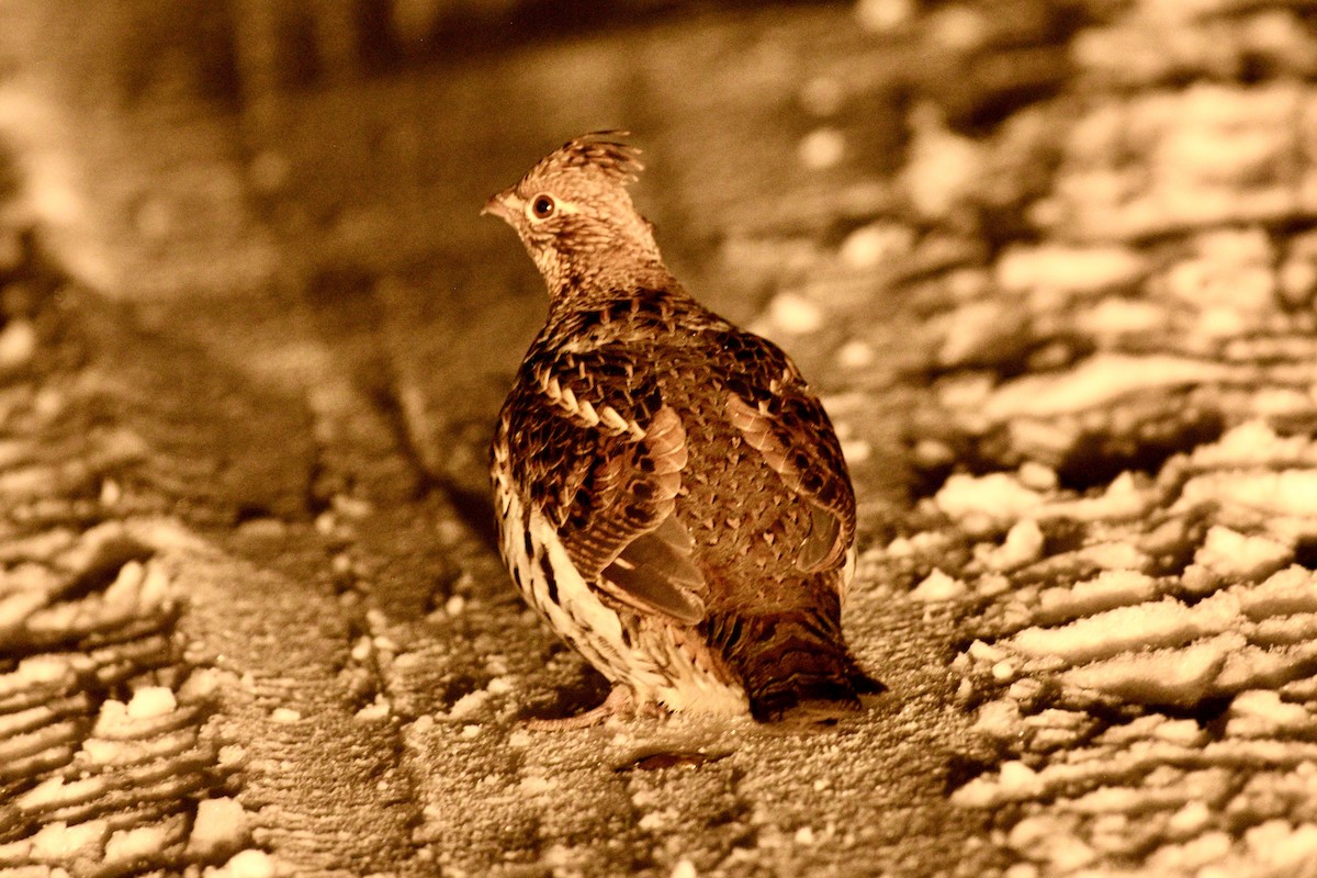 Grévol Engolado - ML645456765