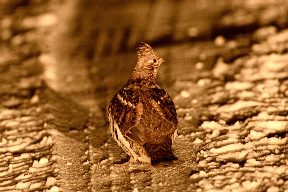 Grévol Engolado - ML645456766