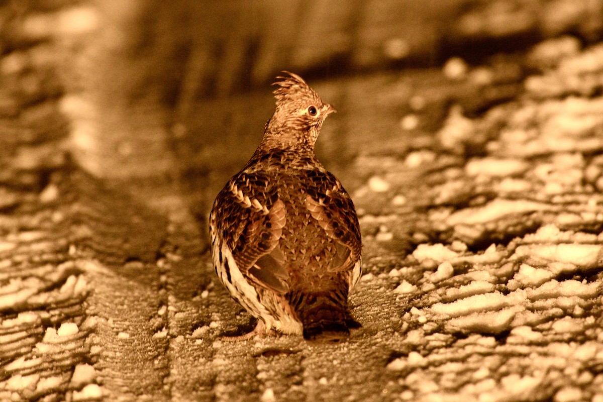 Grévol Engolado - ML645456767