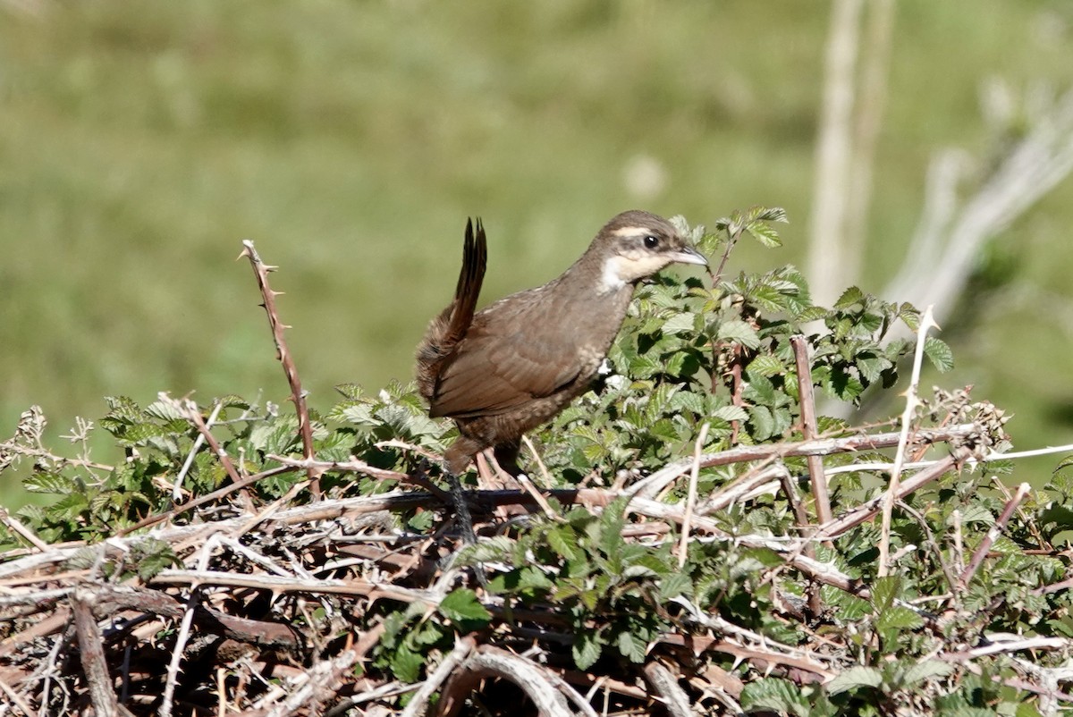 Huet-Huet Turca - ML645456768