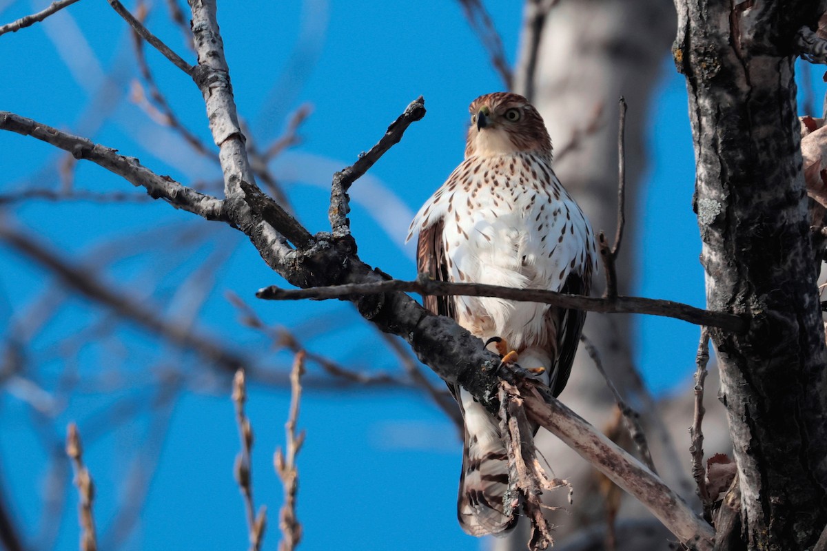 Gavilán de Cooper - ML645456769