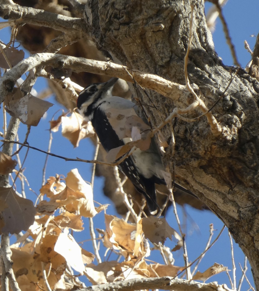 Pico Velloso - ML645456771