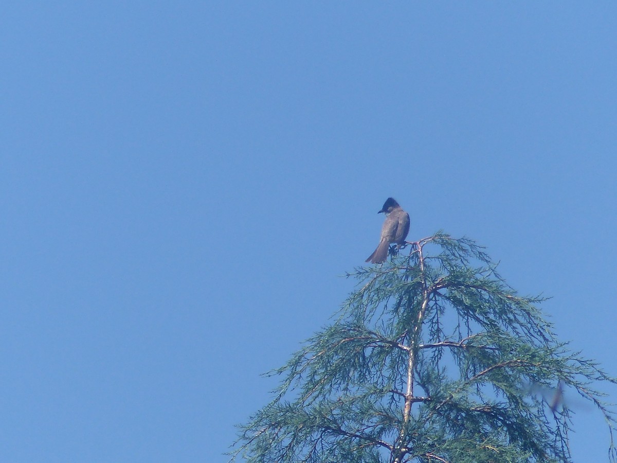 Bulbul Ventridorado - ML645456772